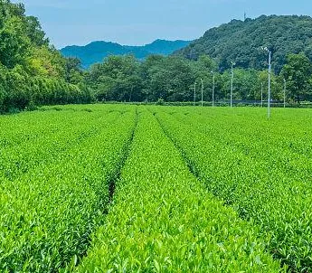 Jasmine Dragon Pearl Tea