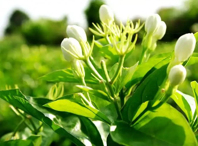 Jasmine Maojian Tea