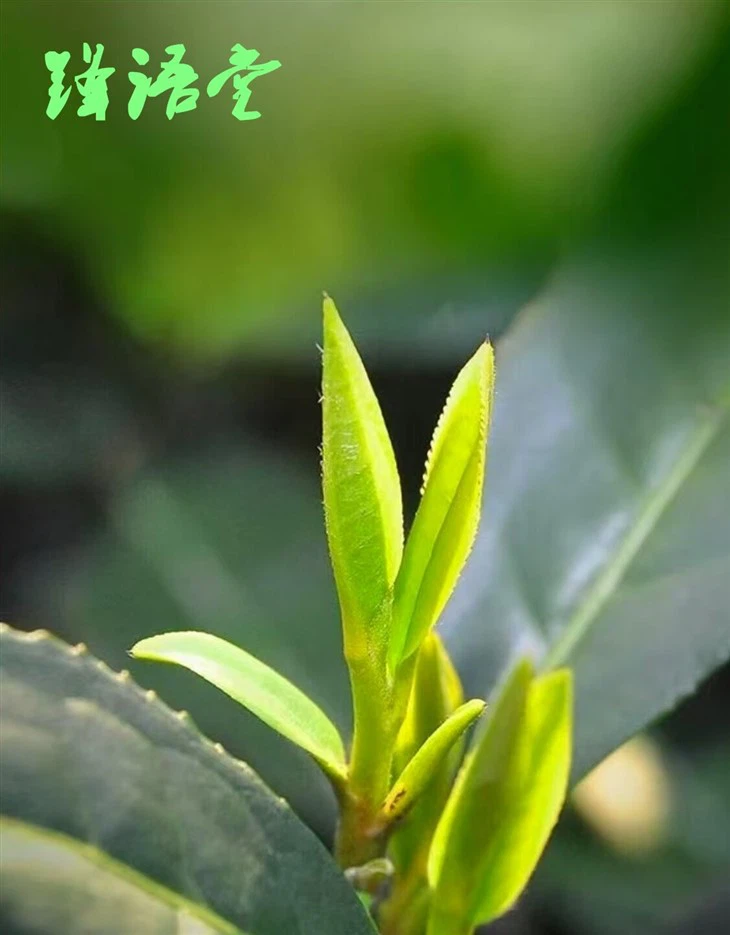 95ece0991155940ea74dec02751fb76